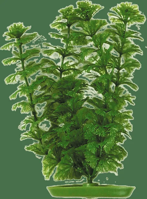 Rostlina Marina Ambulia 30cm