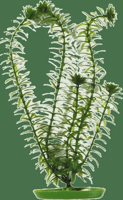Rostlina Marina Anacharis 13cm