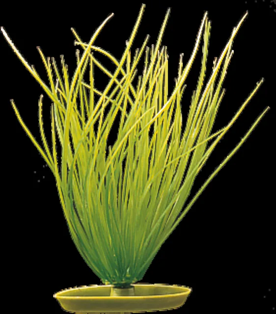 Rostlina Marina Hairgrass 20cm