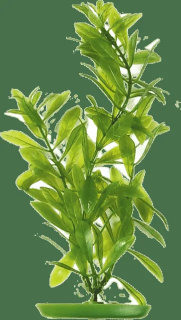 Rostlina Marina Hygrophila 30cm