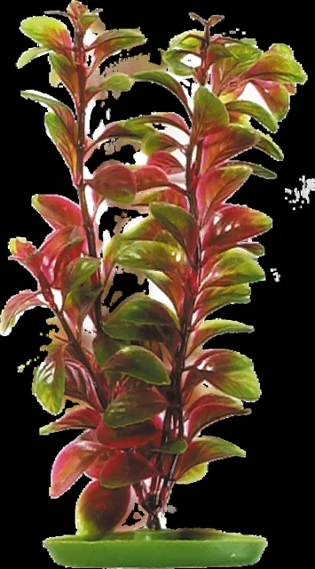 Rostlina Marina Red Ludwigia 30cm
