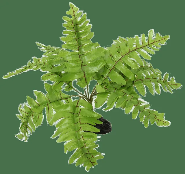 Rostlina Repti Planet kapradí Nephrolepis 20cm