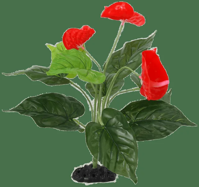 Rostlina Repti Planet kvetoucí Anthurium 40cm