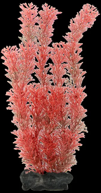 Rostlina Tetra Foxtail Red L 30cm