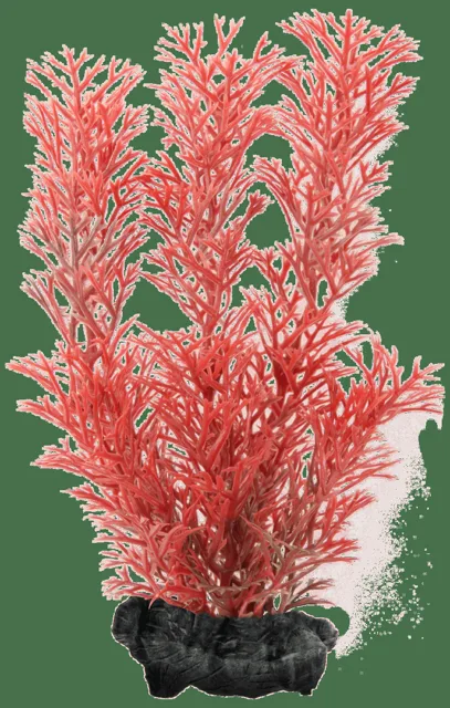 Rostlina Tetra Foxtail Red S 15cm