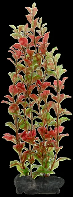 Rostlina Tetra Red Ludwigia L 30cm