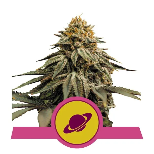 Royal Skywalker Feminizovaná Semena 5