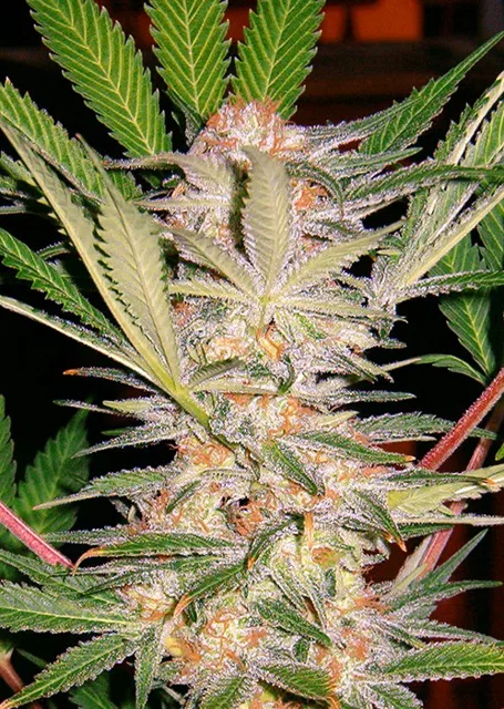 S.A.D. - feminizovaná semínka 5 ks Sweet Seeds
