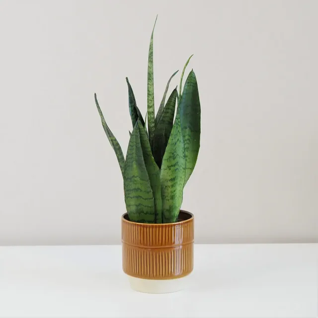 Sansevieria zeylanica