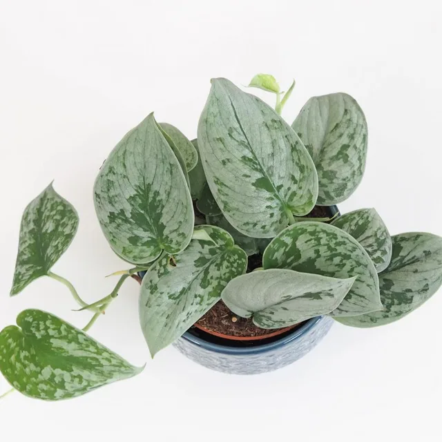 Scindapsus pictus ‘Silvery Ann’ malý