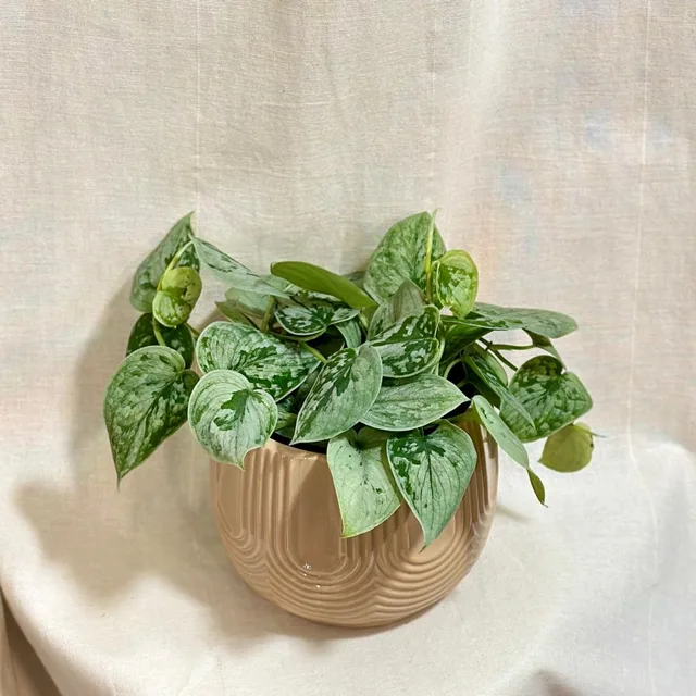 Scindapsus pictus ‘Silvery Ann’ velký