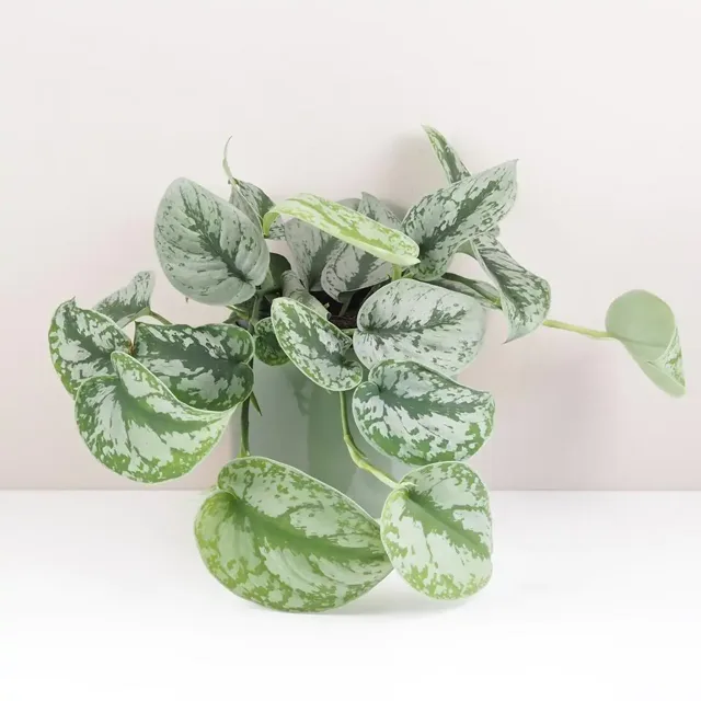 Scindapsus pictus ‘Trebie’ velký