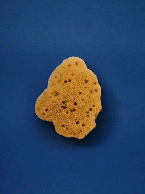 SEA SPONGE Mini