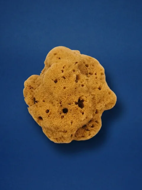 SEA SPONGE Small