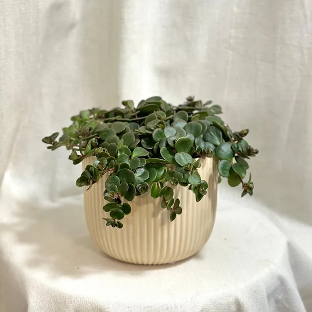 Sedum makinoi ‘Tornado’