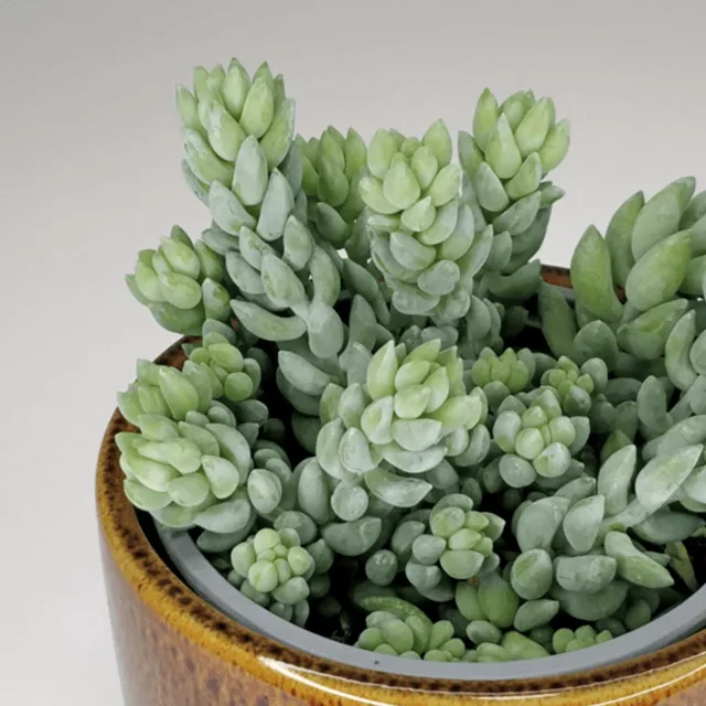 Sedum morganianum