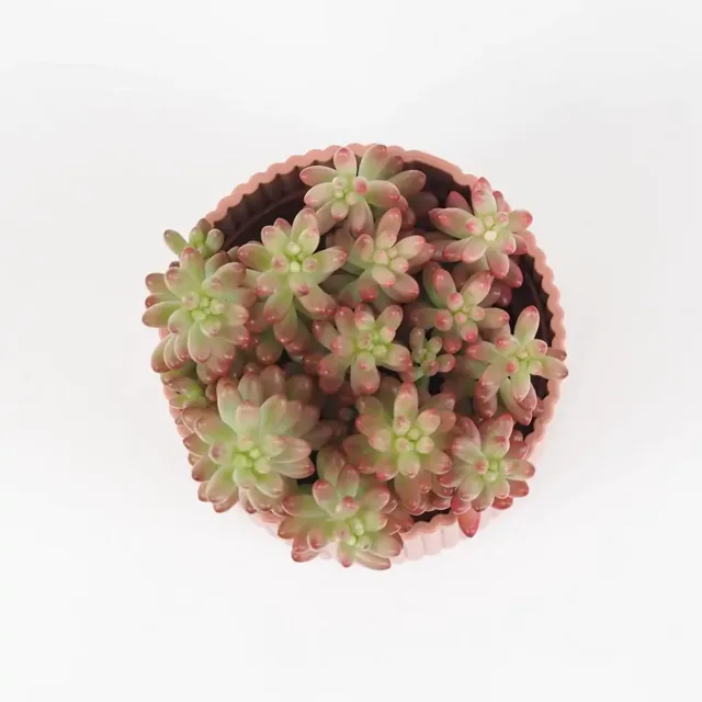 Sedum rubroticum ‘Aurora’