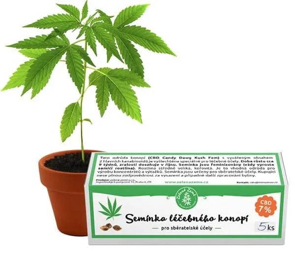 Semínka léčebného konopí, 5 ks, Zelená Země