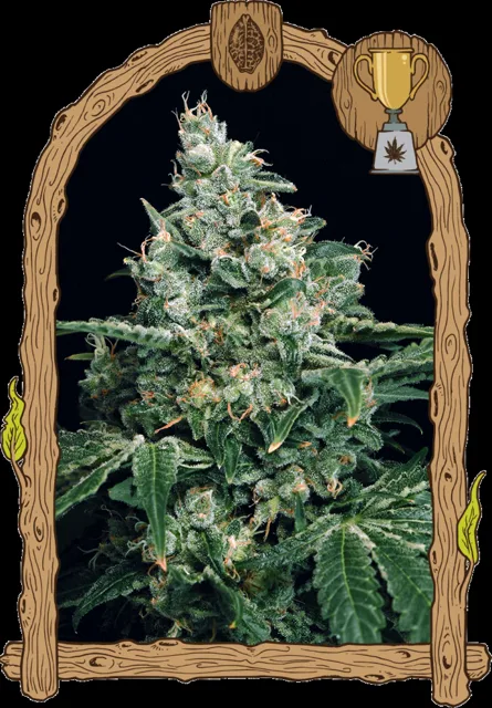 Sir Jack - feminizovaná semena, 5 ks, Exotic Seed