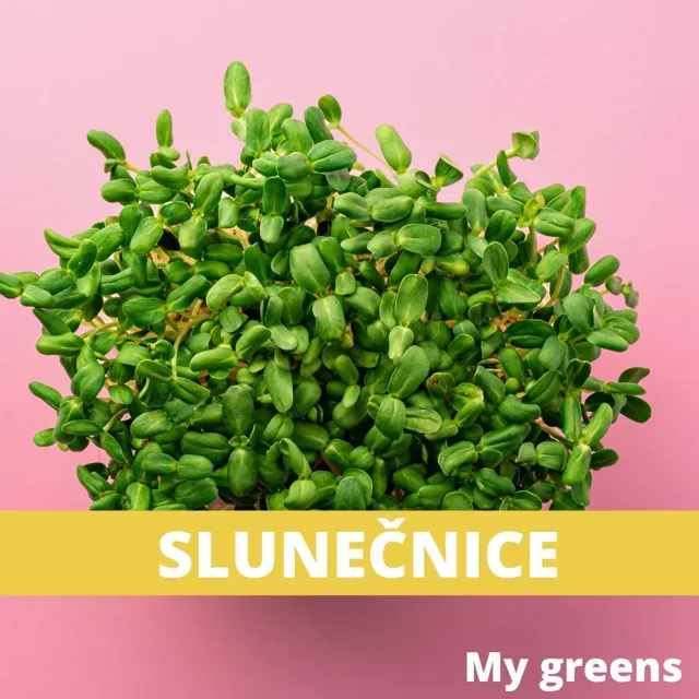 Slunečnice microgreens semena 50g