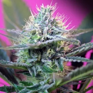 +Speed Auto – 10 ks autoflowering semínek Sweet Seeds