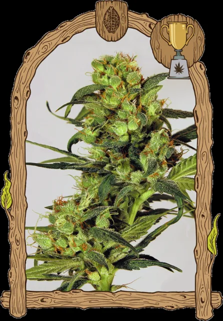 Spicy Bitch - feminizovaná semena, 5 ks, Exotic Seed