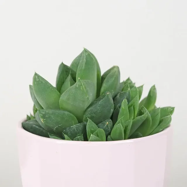 Sukulent Haworthia