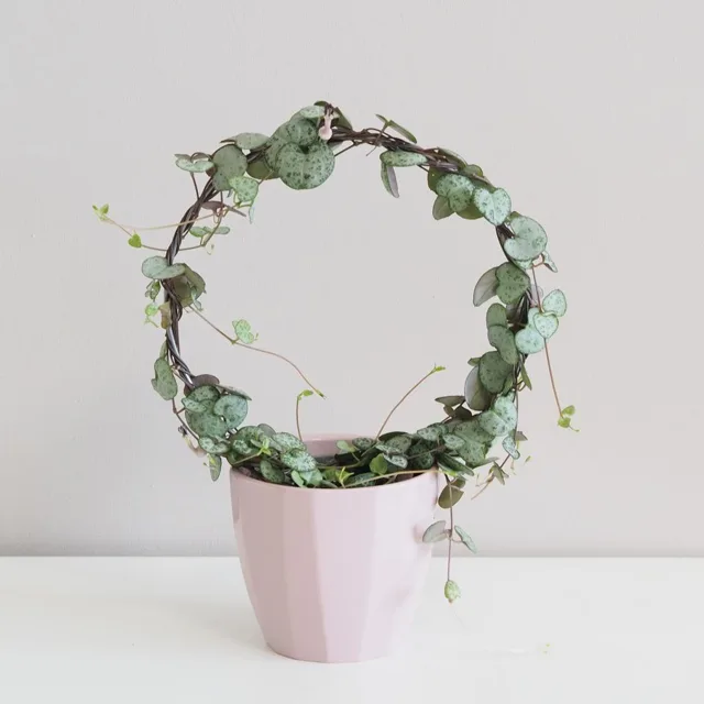 Svícník / Ceropegia woodii na kruhu