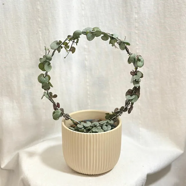 Svícník / Ceropegia woodii ‘Silver Glory’ na kruhu