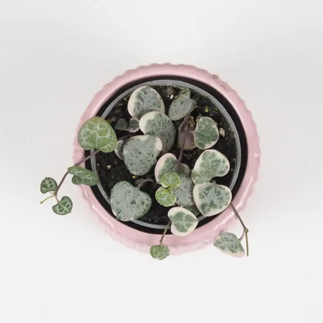 Svícník / Ceropegia woodii variegata mini