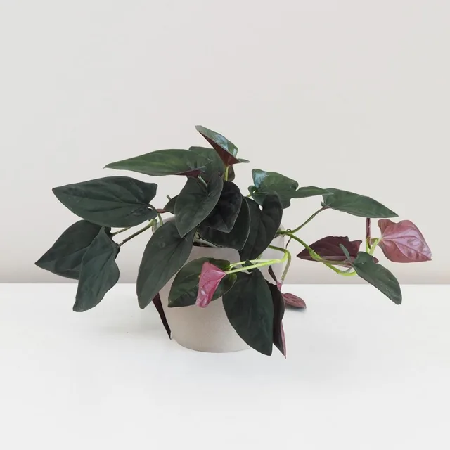Syngonium erythrophyllum ‘Red Arrow’