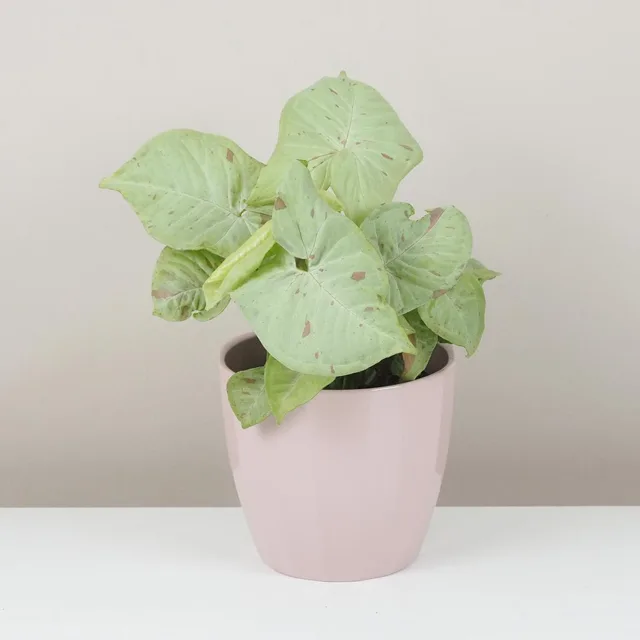 Syngonium ‘Milk Confetti’