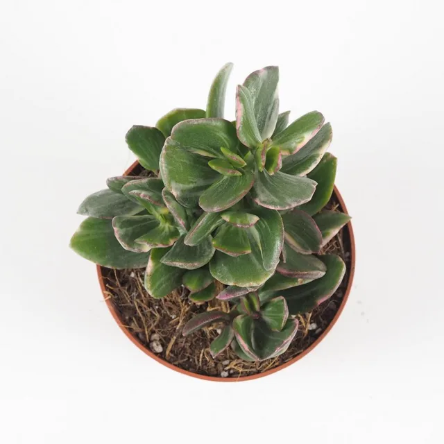 Tlustice / Crassula ovata tricolor