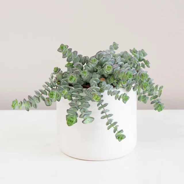 Tlustice / Crassula rupestris