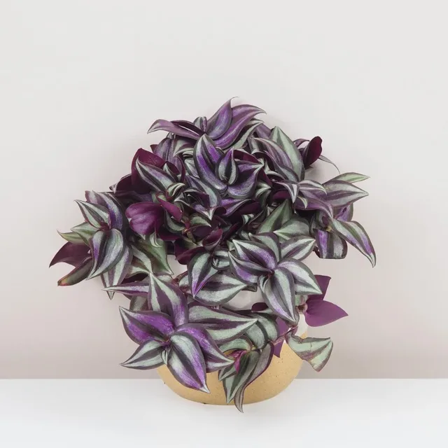 Tradescantia zebrina ‘Silver Plus’