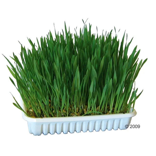 Tráva pro hlodavce od Kerbl - 100 g