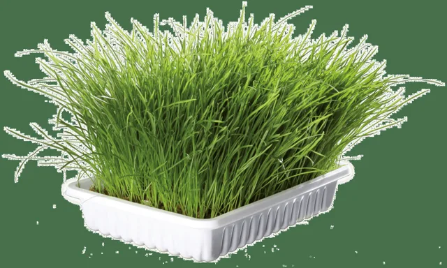 Tráva pro koťata Trixie miska 100g