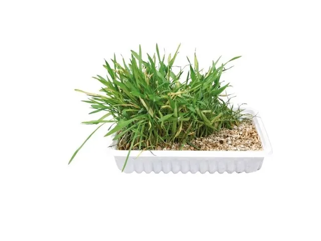 TRIXIE Tráva pro kočku v sáčku 100 g