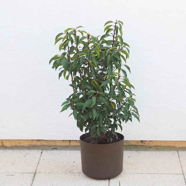 Vavřínovec luzitánský / Prunus lusitanica