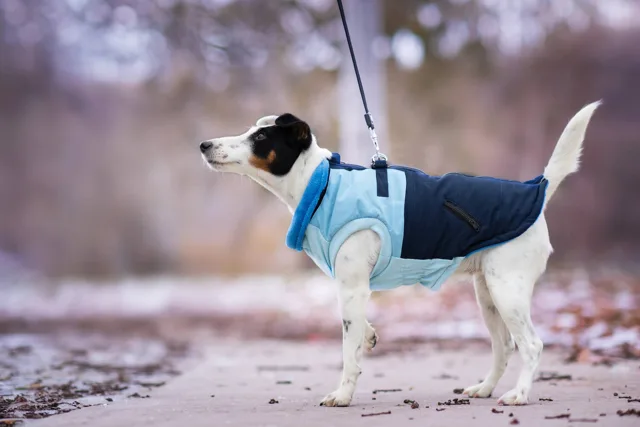 Vsepropejska Aston obleček pro psa na zip Barva: Modrá, Délka zad (cm): 33, Obvod hrudníku: 40 - 50 cm