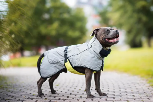 Vsepropejska BullFit zimní bunda pro psa Barva: Šedá, Délka zad (cm): 48, Obvod hrudníku: 62 - 78 cm