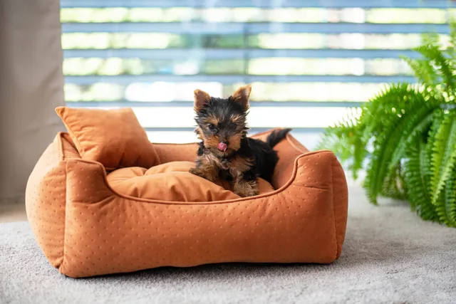 Vsepropejska Snug světle rezavý pelech pro psa Barva: Oranžová, Rozměr (cm): 70 x 55