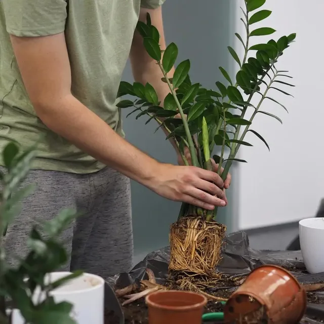 Webinář vše o přesazování rostlin