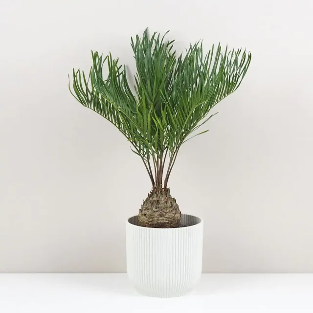 Zamia integrifolia
