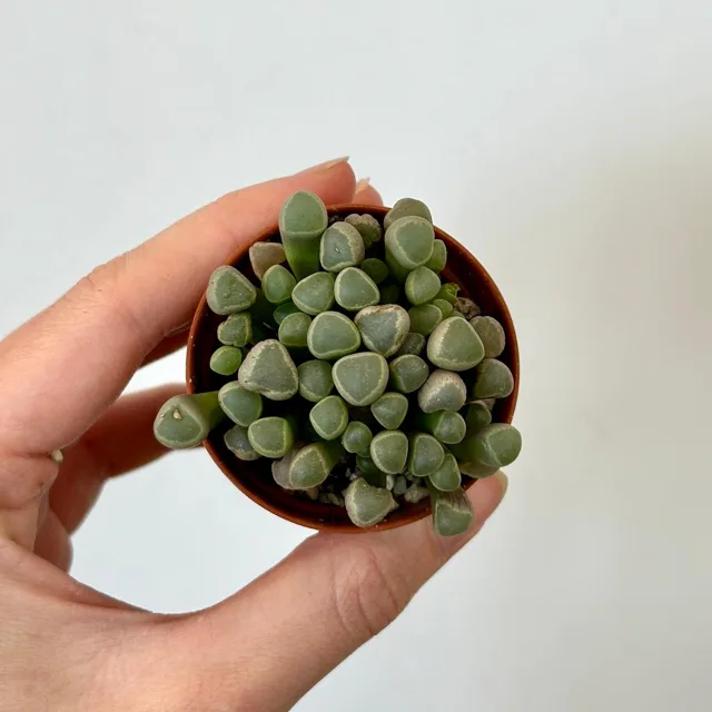 Živé kameny / Frithia pulchra