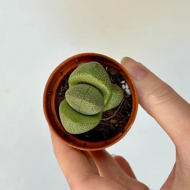 Živé kameny / Pleiospilos nelii malý
