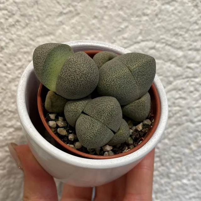 Živé kameny / Pleiospilos nelii mini