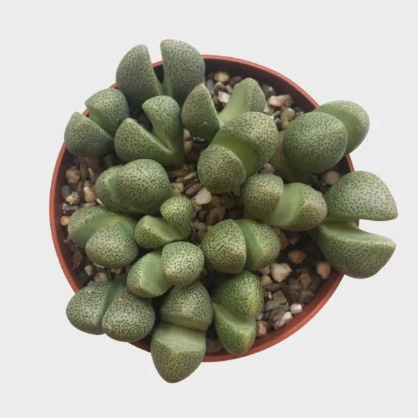 Živé kameny / Pleiospilos nelii